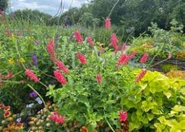 Image result for Rhodopentas bussei