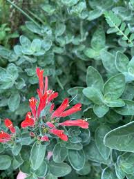Image result for Dicliptera transvaalensis