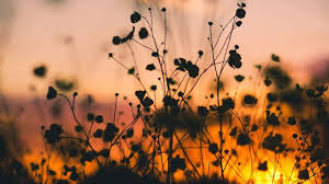 Mv63 Night Nature Flower Sunset Dark Shadow Macbook Laptop Idea In 2020 Computer Wallpaper Desktop Wallpapers Laptop Wallpaper Desktop Wallpapers Desktop Wallpaper