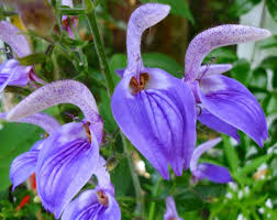 Image result for Brillantaisia cicatricosa