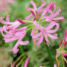 Pink Spider Lily Bulbs Jersey Lily Nerine Lily Nerine Bowdenii High Country Gardens
