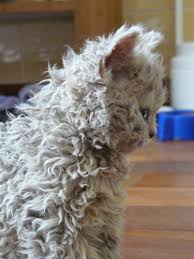 Http Cybergata Tumblr Com Post 22696235070 Elfie The Curly Cuteness Of Selkirk Rex Kittehs Cats Cute Animals Cat Breeds
