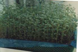 Which of the following book collections was written by klee's mother, alice? Planting Of A Mother Plants In Sand Tray 38 Cm 28 Cm 7 5 Cm At Download Scientific Diagram