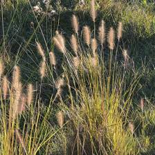 Image result for Nesaea purpurascens