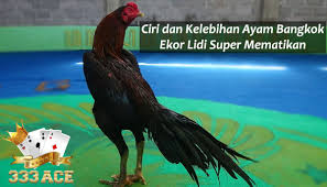Ciri Dan Kelebihan Ayam Bangkok Ekor Lidi Super Mematikan Sabung Ayam Online Bangkok Ayam