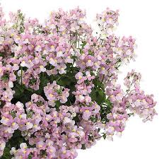 Image result for Nemesia fruticans