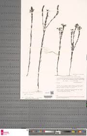 Image result for Striga bilabiata