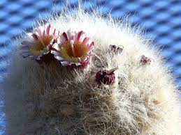Overwatering is the main cause of problems for this cactus. Cephalocereus Senilis Old Man Cactus World Of Succulents