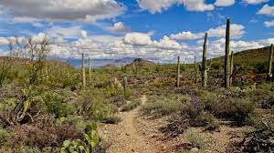 Along its quaint main street visitors can while away among a growing array of diverse boutiques, stores and restaurants, the downtown carefree area boasts several topnotch galleries and jewelry. Saguaro Cactus Is Imperiled By Climate Change And Humans
