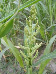 Image result for Echinochloa frumentacea