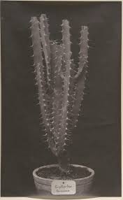 There are a plethora of benefits to. The Franck Family Succulent Portraiture The Plant Press
