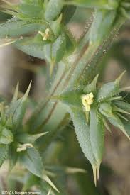 Image result for Salsola kali