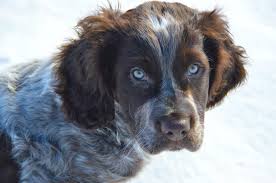 Image result for německý křepelák postava