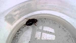 Schwimmkafer Youtube