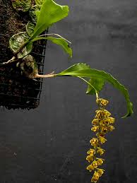 Image result for Monodora junodii