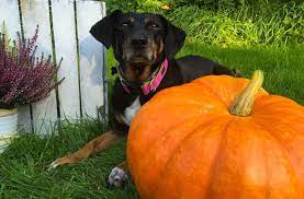 Can Dogs Eat Pumpkin Seeds Can Dogs Eat Pumpkin Pumpkin Can Dogs Eat