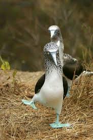Birds That Lay Blue Eggs On The Ground Pin On Blue Footed Booby