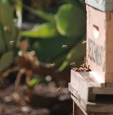 Claim your free quote and ask for our references. Let It Bee City Council Oks Beekeeping In Sm Santa Monica Ca Patch