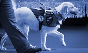 Maybe you would like to learn more about one of these? National Service Animal Registry