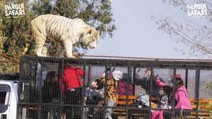 Africam was founded over 20 years ago in 1999. 9kwajfl4u4oesm