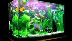 Cara perawatannya cukup mudah, hampir sama dengan ikan komet, ikan pedang dan ikan hias lainnya. Tips Memelihara Ikan Dalam Aquarium