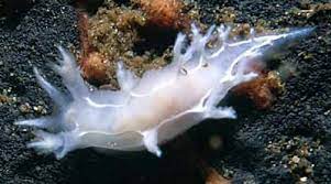 The Sea Slug Forum - Tritonia lineata