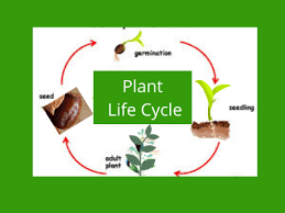 Plant Life Cycle For Kids Some Interesting Facts About Plant Life Cycle Plant Life Cycle Cycle For Kids Life Cycles