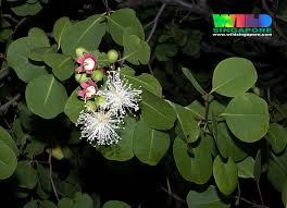 Image result for Sonneratia alba