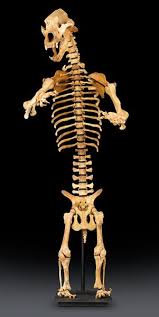 Rare Ice Age Cave Bear Skeleton This And More Rare Fossils For Sale On Curatorseye Com Cherep Medved