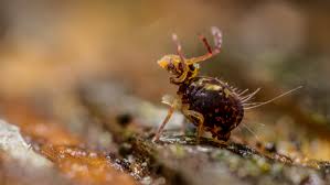 Choosing the best pest control companies to handle your pest issues can be overwhelming and confusing, especially, if you have not hired one before. Springtail Removal And Elimination In New Jersey And Pennsylvania