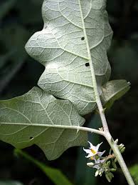 Image result for Solanum torvum