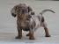 Long Haired Piebald Dachshund
