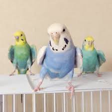 Pin By Ayse Melek On U Budgies Budgies Bird Pet Birds