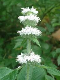 Image result for Polyspatha hirsuta