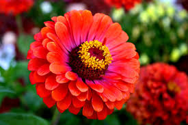 Taller varieties are best for the background of a garden bed, while shorter varieties work well along a border. Growing Zinnia Flowers Easy Plants For Your Landscape And Containers Dengarden