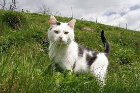 Bleiben sie informiert über haus katzen. Hauskatze Infos Tipps Und Bilder Die Tierexperten