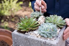 Ensure that the cutting has about 1 of stem exposed for planting. Six Tips For Growing Succulents Bbc Gardeners World Magazine