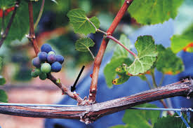 Image result for Calepitrimerus vitis