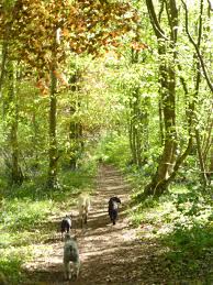 Dog Walking |