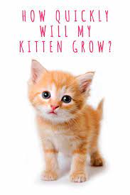 Kitten Development Kitten Care Newborn Kittens Cat Parenting