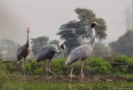 Bharatpur Bird Sanctuary In India Sarus Crane Bird Bird Watching