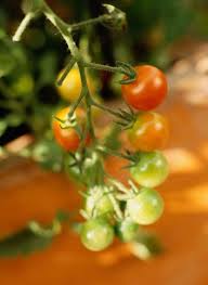 However, you can help your indoor plants by mimicking the wind that would naturally facilitate their pollination process. Pin On Gardening