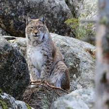 C'est dans ce cadre tout à fait naturel que sont présentés les animaux pyrénéens actuels, vivant depuis toujours dans nos montagnes tels l'isard et le. Catalunyaventure Reservation Parc Animalier Des Angles