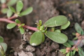 When using purslane in cooking, the leaves should be finely chopped and added at the end of the cooking time to preserve the delicate flavor and the content of vitamins. Common Purslane Portulaca Oleracea Plant Pest Diagnostics