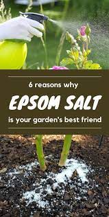 Best Of Gardening Tips And Tricks Pest Control Organic Pest Control Gardening Tips Gardening In 2020 Epsom Salt For Plants Epsom Salt Garden Garden Remedies