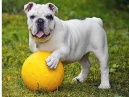 English Bulldog In 2020 Most Popular Dog Breeds Best Dog Breeds Dog Breeds