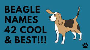 Looking for the best beagle names out there? Beagle Names 42 Cute Best Names Names Youtube