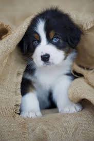 Die leinwandbilder tiere lassen sich in fast jeder. 45 Susse Hunde Welpen Ideen Susse Hunde Susse Hunde Welpen Hunde