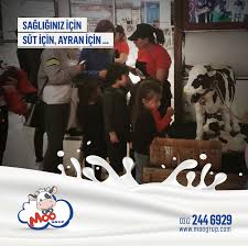 Sutu Sevdiren Inek Saglik Ailem Cocuk