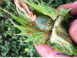 Aphis Gossypii ile ilgili gÃ¶rsel sonucu